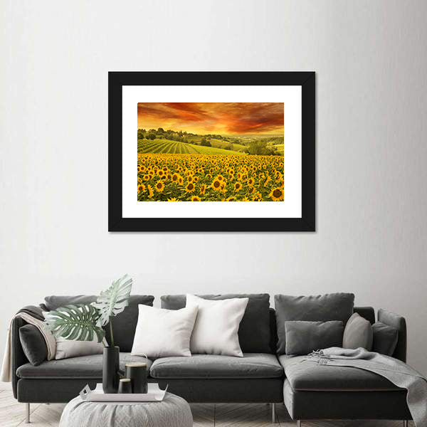 Sunflowers Field In The Italian Hill At Sunset Canvas Wall Art