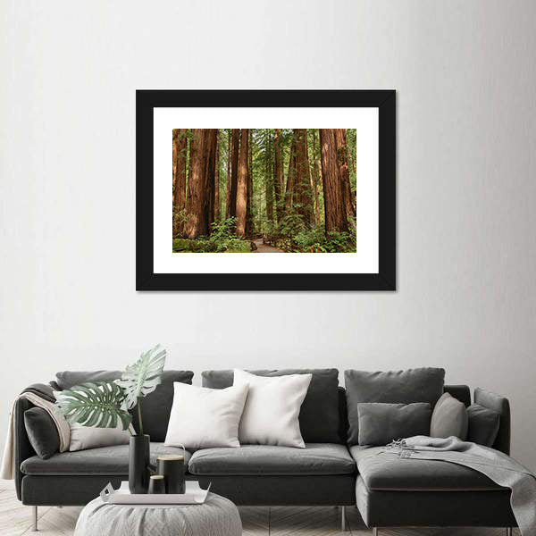 Muir Woods National Monument In California Canvas Wall Art