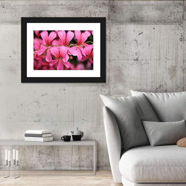 Pink Geranium Cascade Flowers Canvas Wall Art