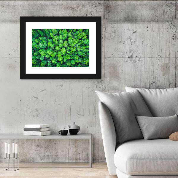 Aerial View Of Redwood Whakarewarewa Forest Canvas Wall Art
