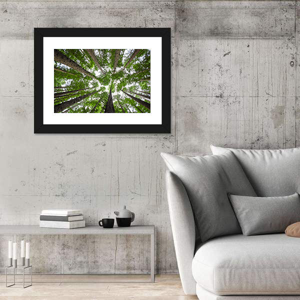 Redwood Tree Canopy Canvas Wall Art
