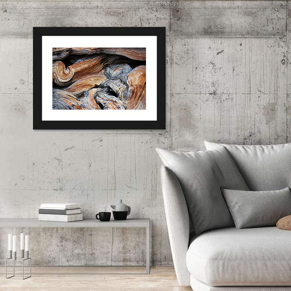 Old Juniper Wood Texture Canvas Wall Art