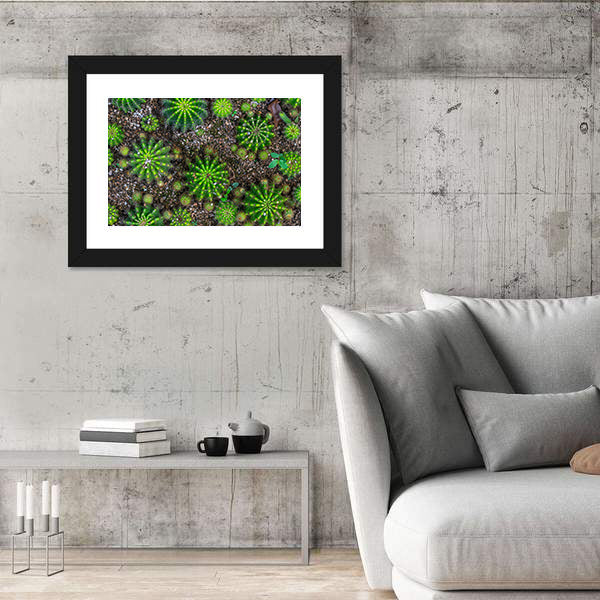Cactus Plants Close-up Canvas Wall Art