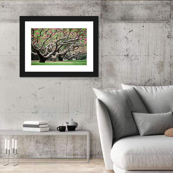Peach Trees With Blooming Pink Flowers Canvas Wall Art