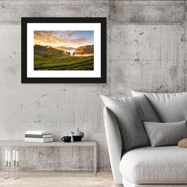 Misty Morning Sunrise In Strawberry Garden In Chiangmai Thailand Canvas Wall Art