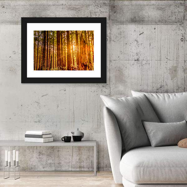 Sun Shines Through Redwood Trees Canvas Wall Art