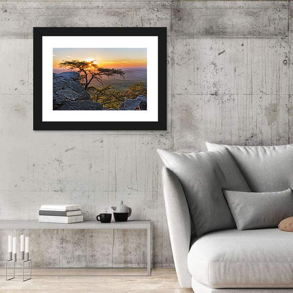 Gnarled Tree at Sunset Overlook Canvas Wall Art