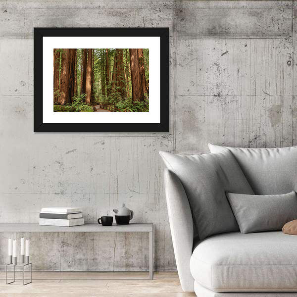 Muir Woods National Monument In California Canvas Wall Art