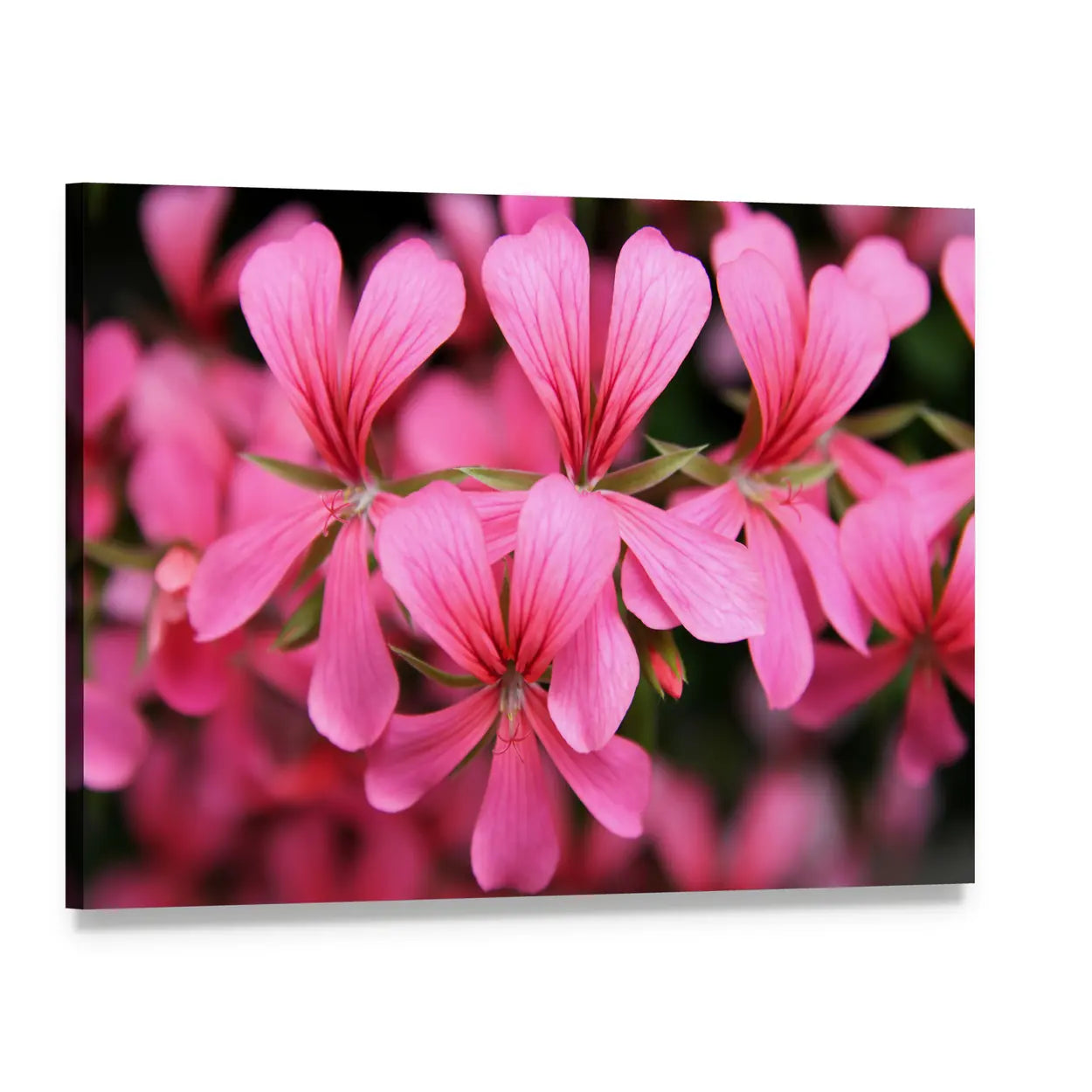 Pink Geranium Cascade Flowers Canvas Wall Art, single panel gallery wrapped canvas, angled product view