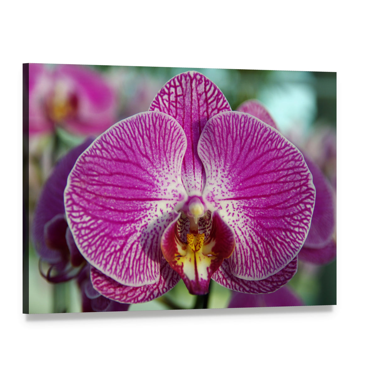 Purple Orchid Close-up Canvas Wall Art, single panel gallery wrapped canvas, angled product view
