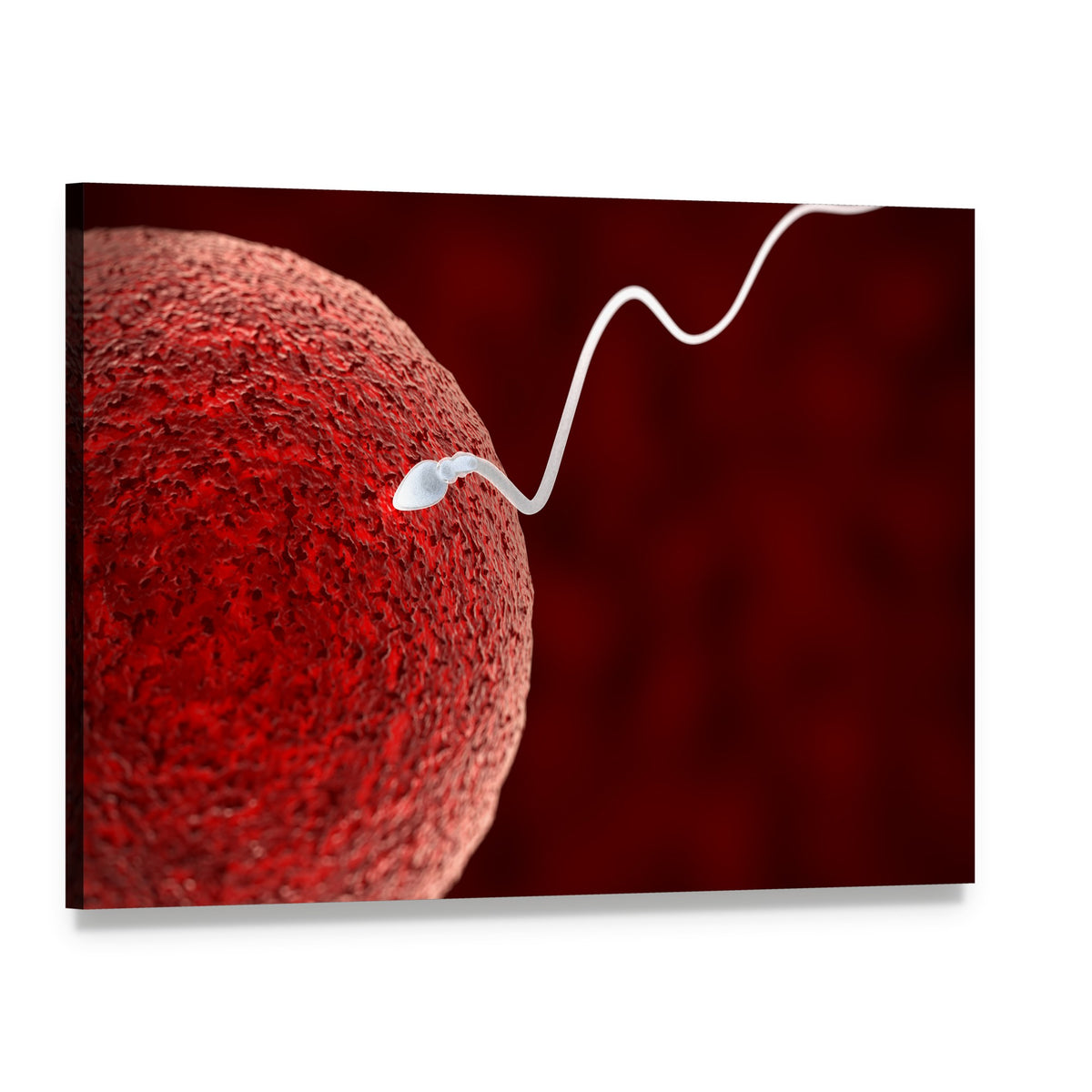 Sperm Approaching Ovum Canvas Wall Art, single panel gallery wrapped canvas, angled product view