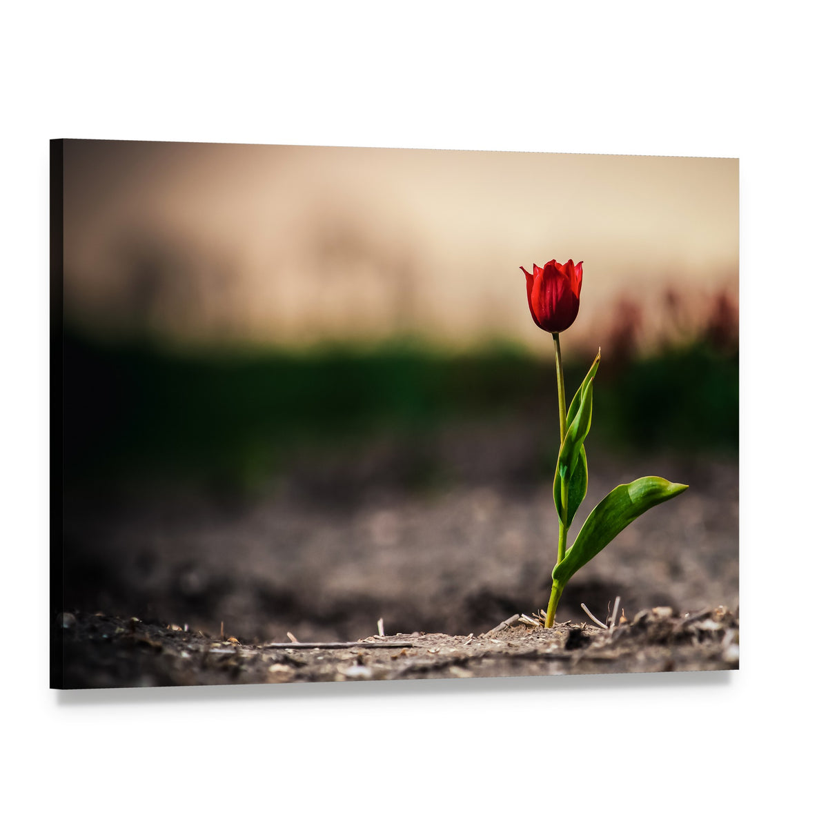 Single Red Tulip Emerging from Soil Canvas Wall Art, single panel gallery wrapped canvas, angled product view
