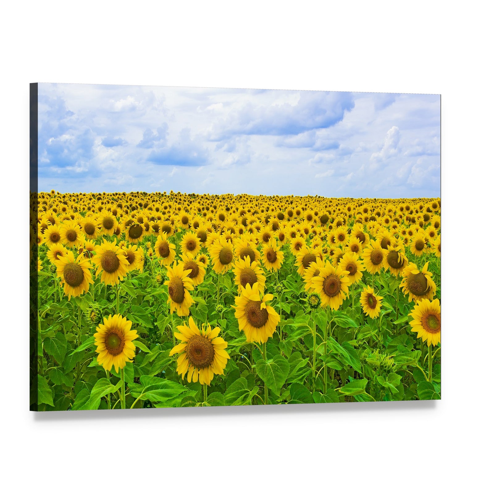 Field of Sunflower Canvas Wall Art, single panel gallery wrapped canvas, angled product view