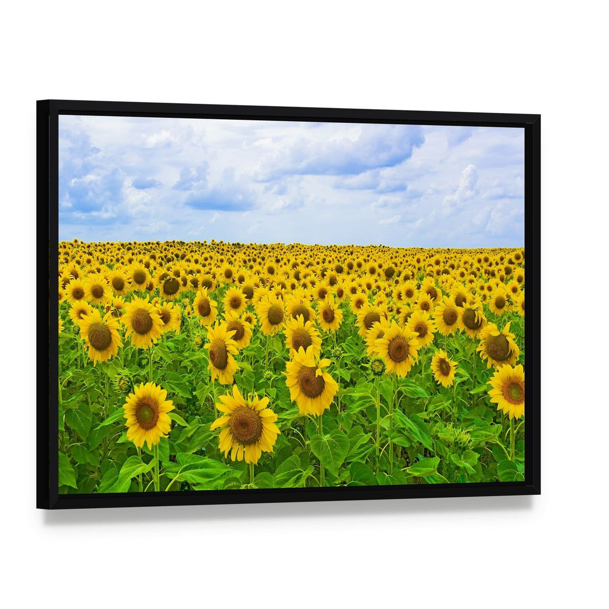 Field of Sunflower Canvas Wall Art, framed canvas in a black floater frame, angled product view