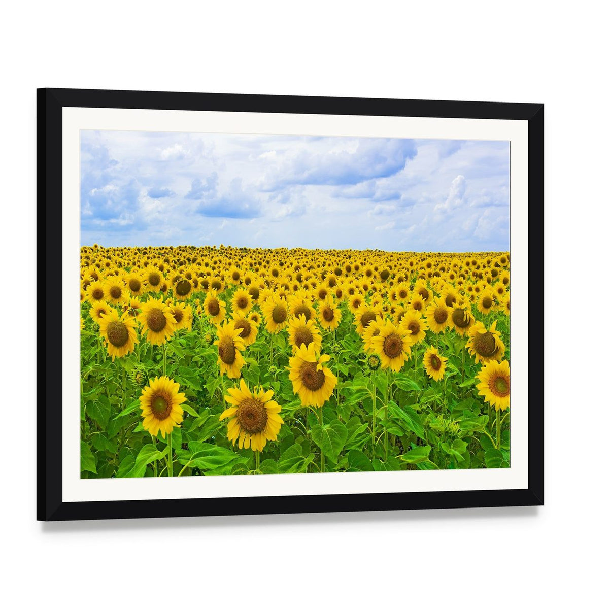 Field of Sunflower Canvas Wall Art, framed print with white mat and black frame, angled product view
