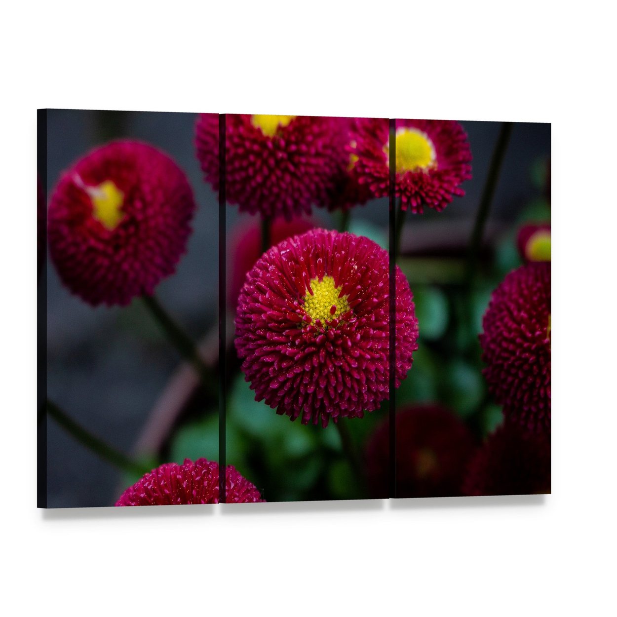 Red Daisies Close-up with Dew Drops Canvas Wall Art, 3 panel 3 Horizontal layout gallery wrapped canvas set, angled product view