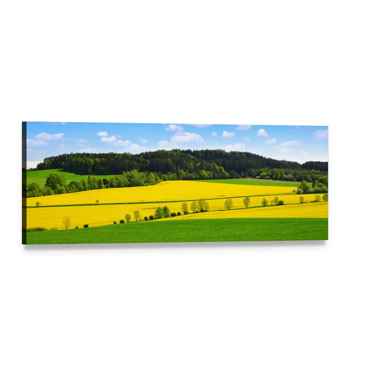 Rapeseed and Green Wheat Fields Panoramic Canvas Wall Art, single panel gallery wrapped canvas, angled product view