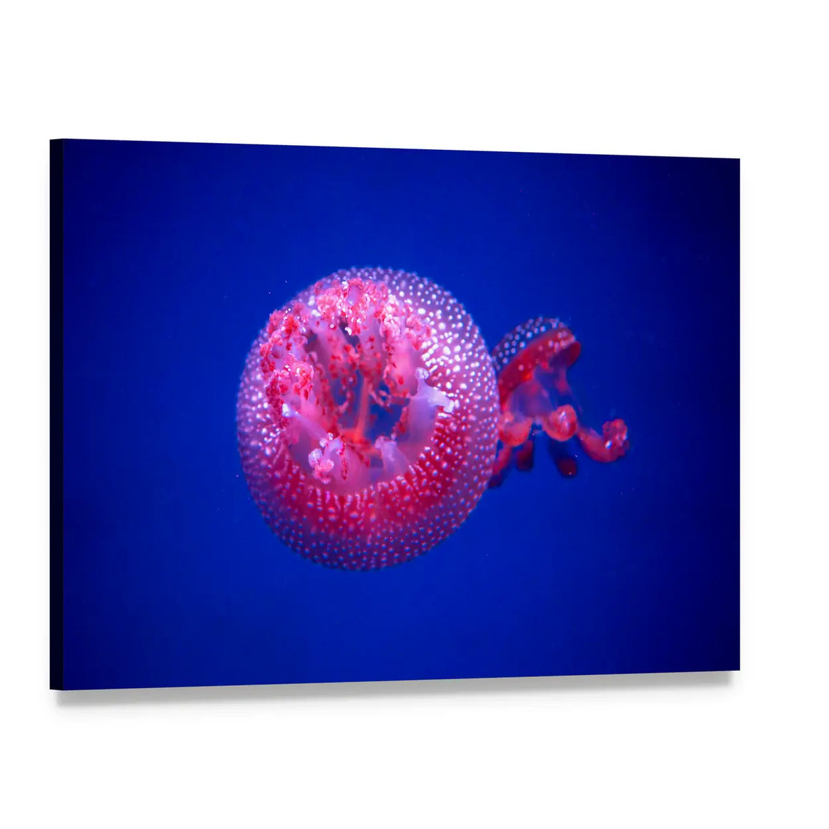 Australian Spotted Jellyfish with Pink Tentacles Canvas Wall Art, single panel gallery wrapped canvas, angled product view
