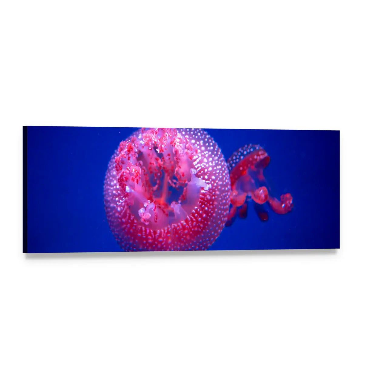 Australian Spotted Jellyfish in Deep Blue Panoramic Canvas Wall Art, single panel gallery wrapped canvas, angled product view