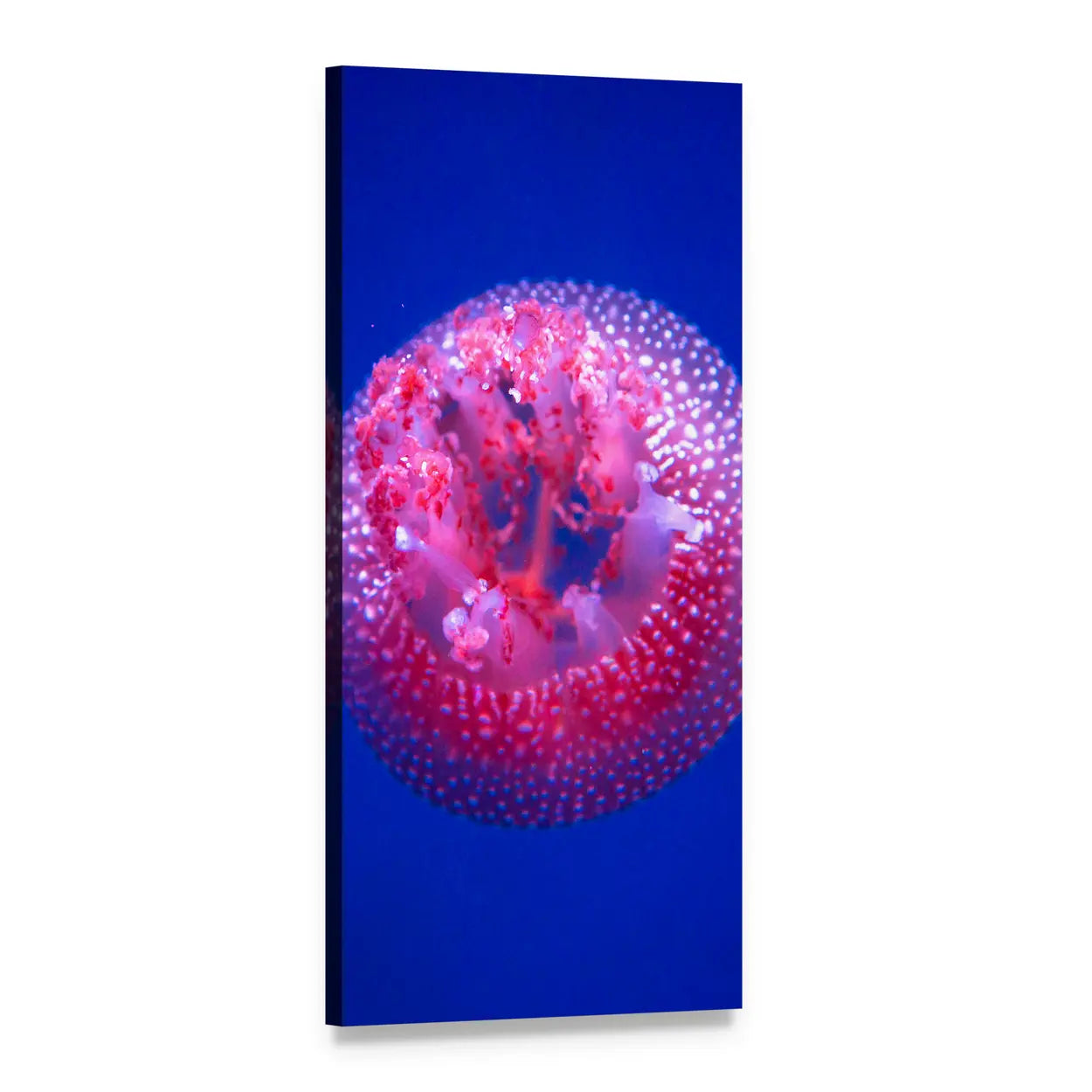 Australian Spotted Jellyfish with Magenta Arms Vertical Canvas Wall Art, 1 panel 1 Vertical layout gallery wrapped canvas set, angled product view
