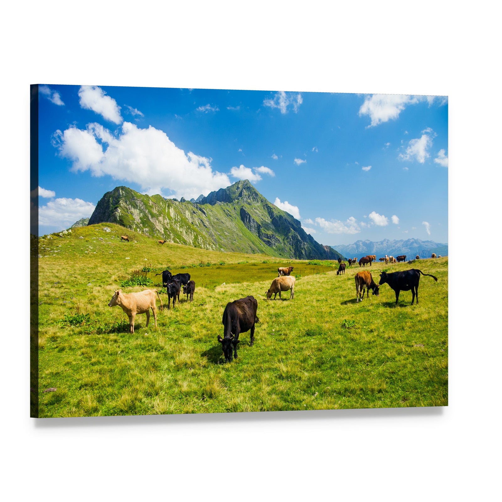 Herd of Cows in Alpine Meadow Canvas Wall Art, single panel gallery wrapped canvas, angled product view