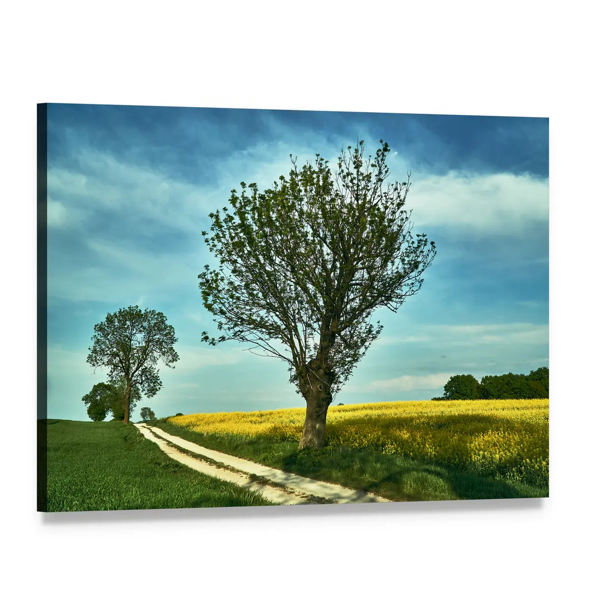 Blooming Rapeseed Field with Winding Path Canvas Wall Art, single panel gallery wrapped canvas, angled product view
