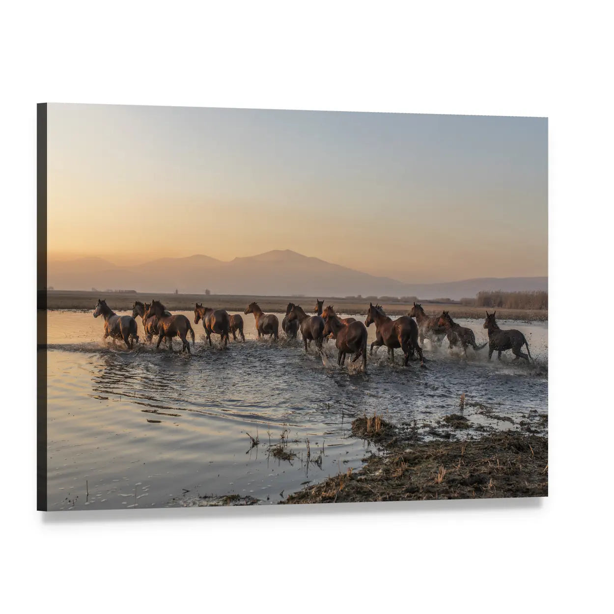 Sequenced Wild Horses Running Through Water Canvas Wall Art, single panel gallery wrapped canvas, angled product view