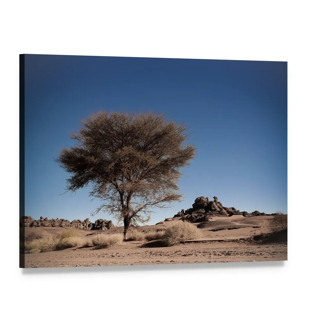 Algerian Desert Landscape with Acacia Tree Canvas Wall Art, single panel gallery wrapped canvas, angled product view
