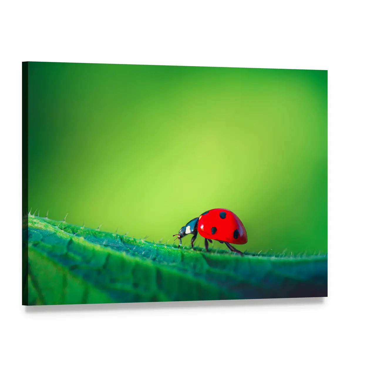 Macro Ladybug on Leaf Canvas Wall Art, single panel gallery wrapped canvas, angled product view