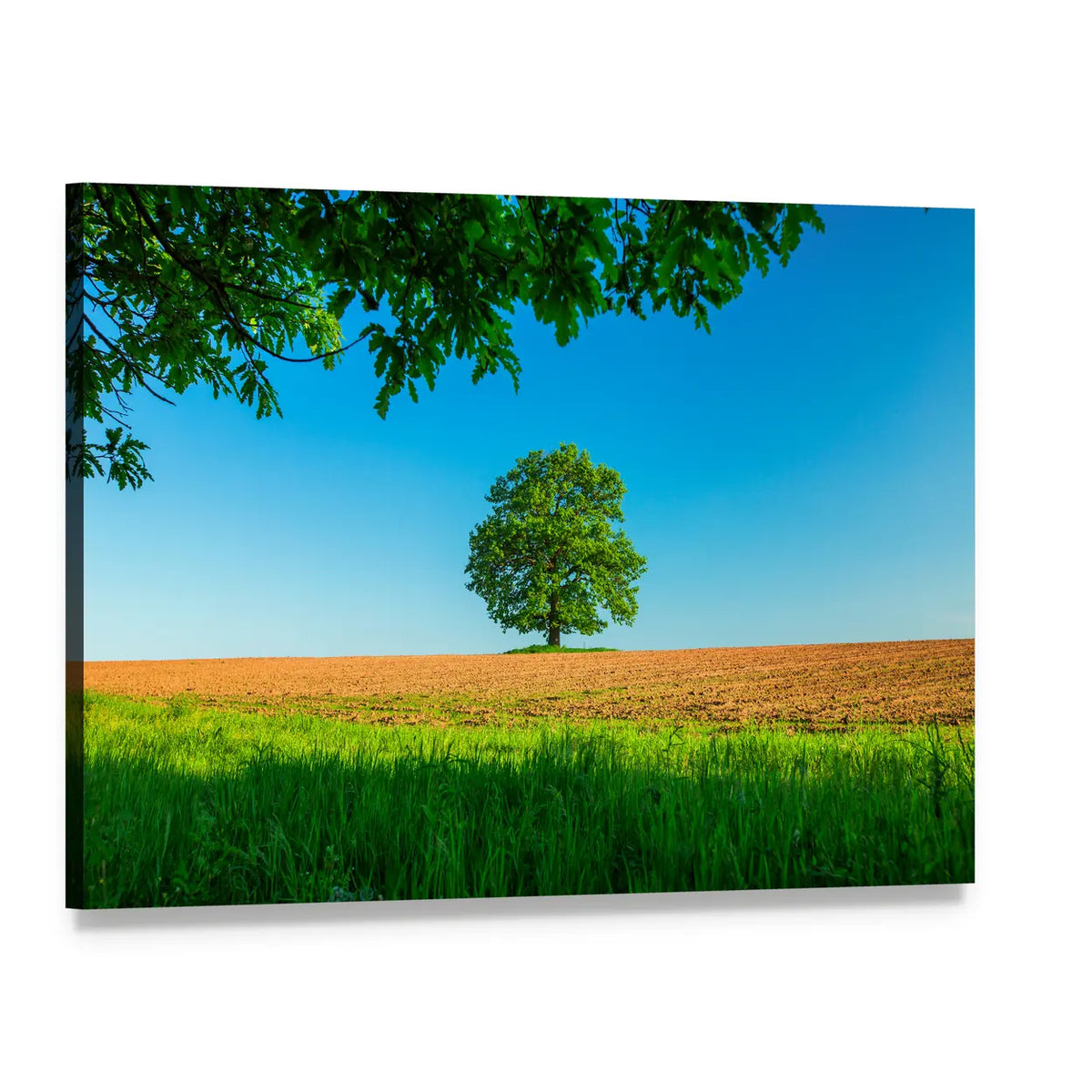 Solitary Tree Over Meadow and Plowed Field Canvas Wall Art, single panel gallery wrapped canvas, angled product view