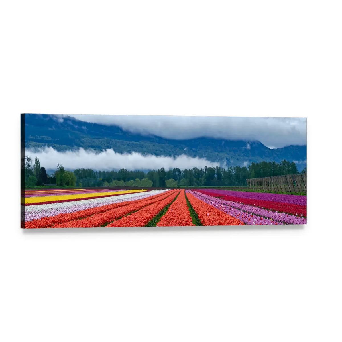 Tulip Field in Chilliwack Panoramic Canvas Wall Art, single panel gallery wrapped canvas, angled product view