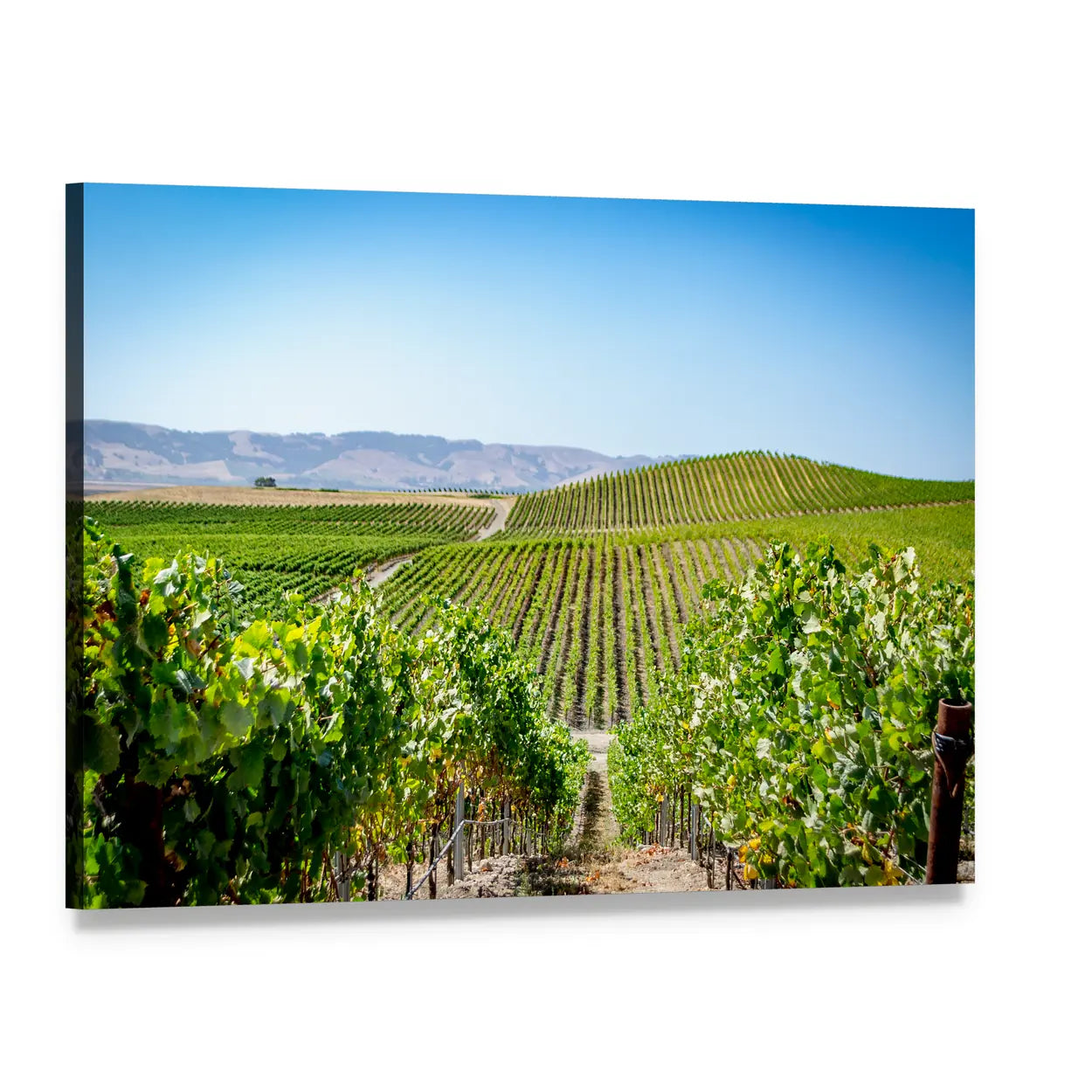 Napa Valley Vineyard Rows Under Blue Sky Canvas Wall Art, single panel gallery wrapped canvas, angled product view