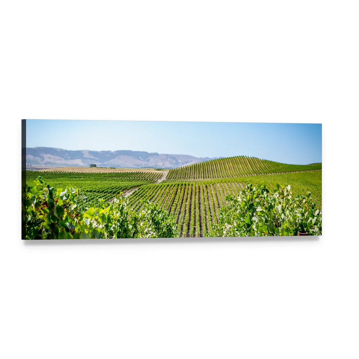 Napa Valley Vineyard Landscape Panoramic Canvas Wall Art, single panel gallery wrapped canvas, angled product view