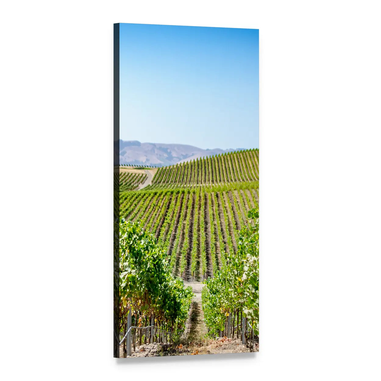 Sunlit Napa Valley Vineyard Vertical Canvas Wall Art, 1 panel 1 Vertical layout gallery wrapped canvas set, angled product view