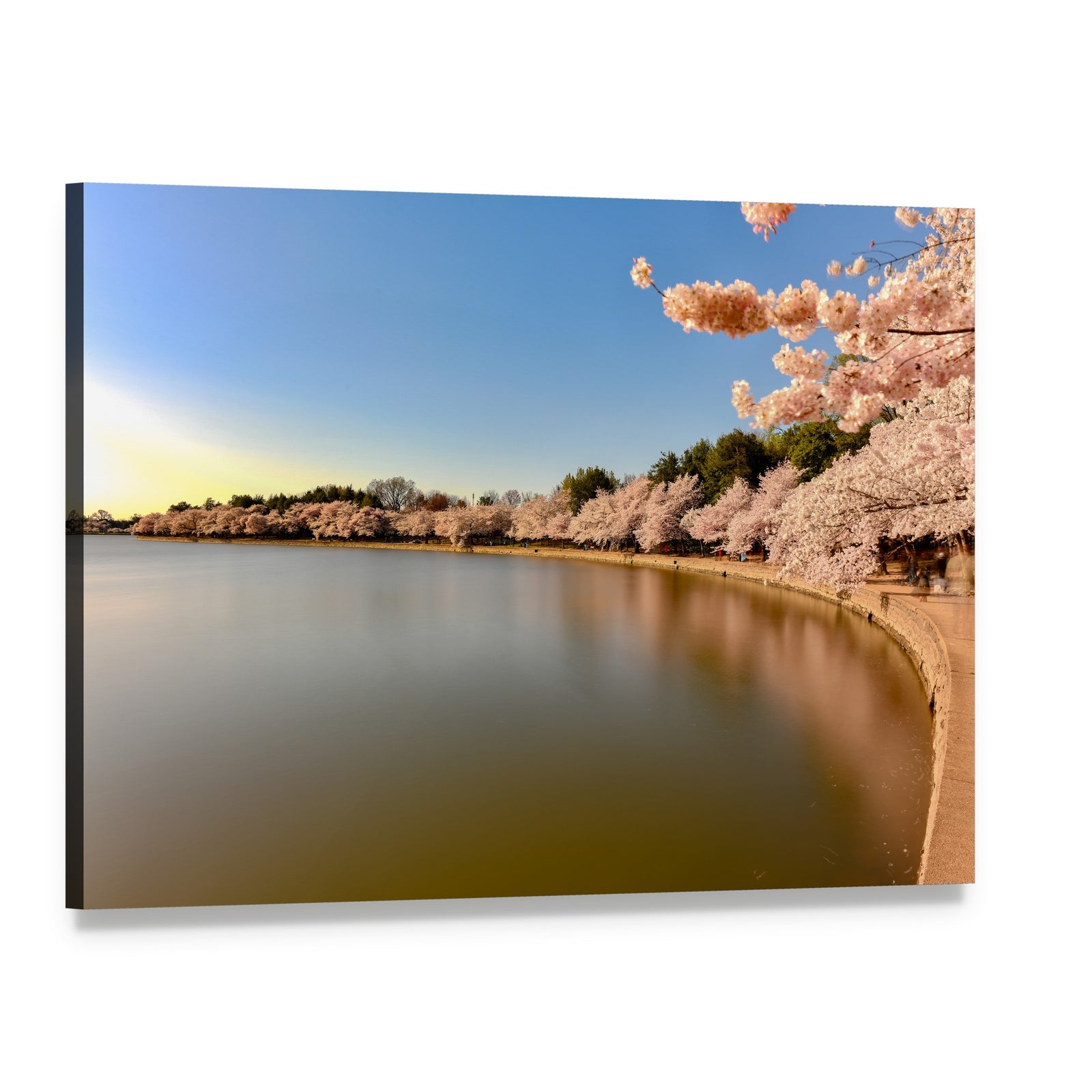 Cherry Blossoms at Tidal Basin Canvas Wall Art, single panel gallery wrapped canvas, angled product view