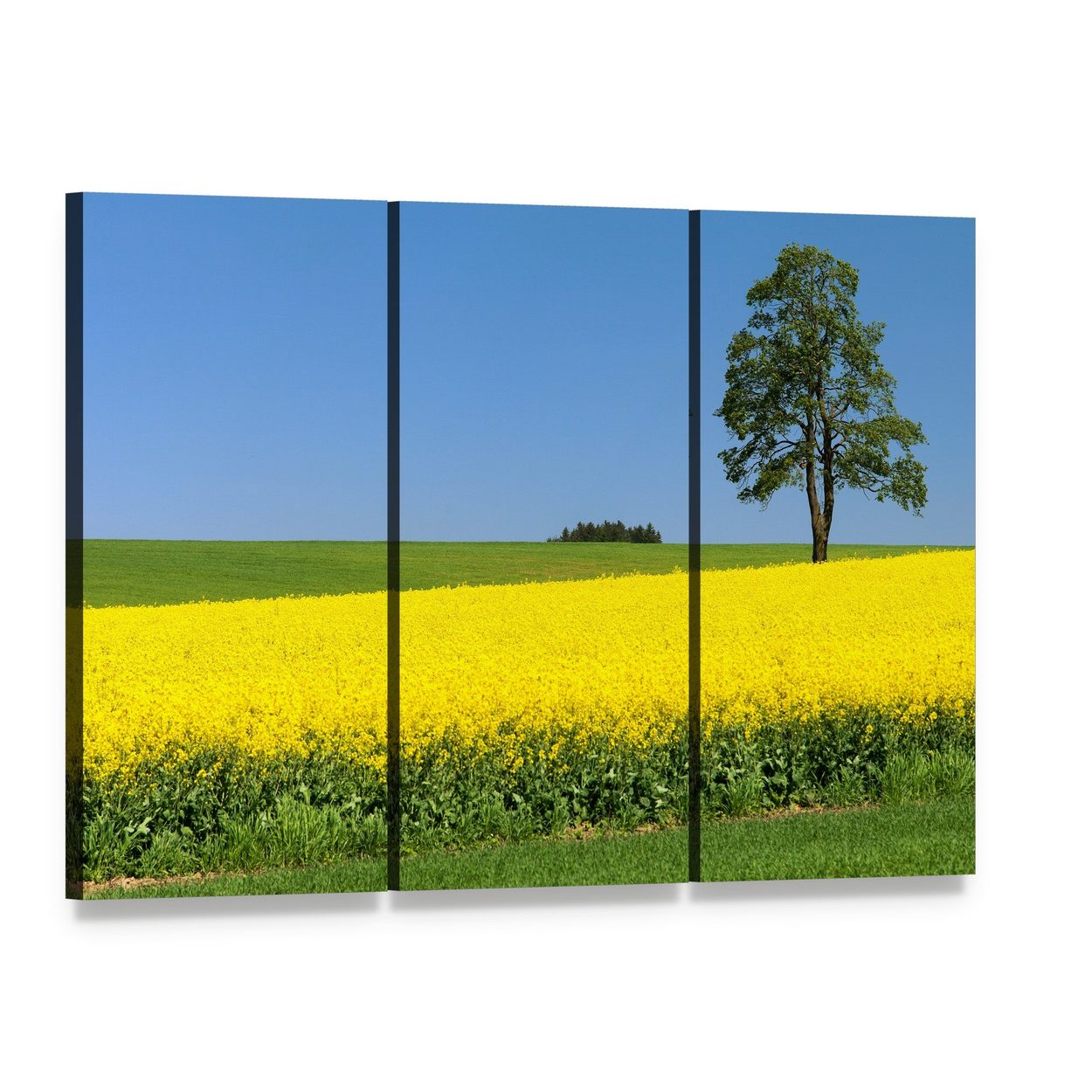 Rapeseed Field with Solitary Tree Canvas Wall Art, 3 panel 3 Horizontal layout gallery wrapped canvas set, angled product view