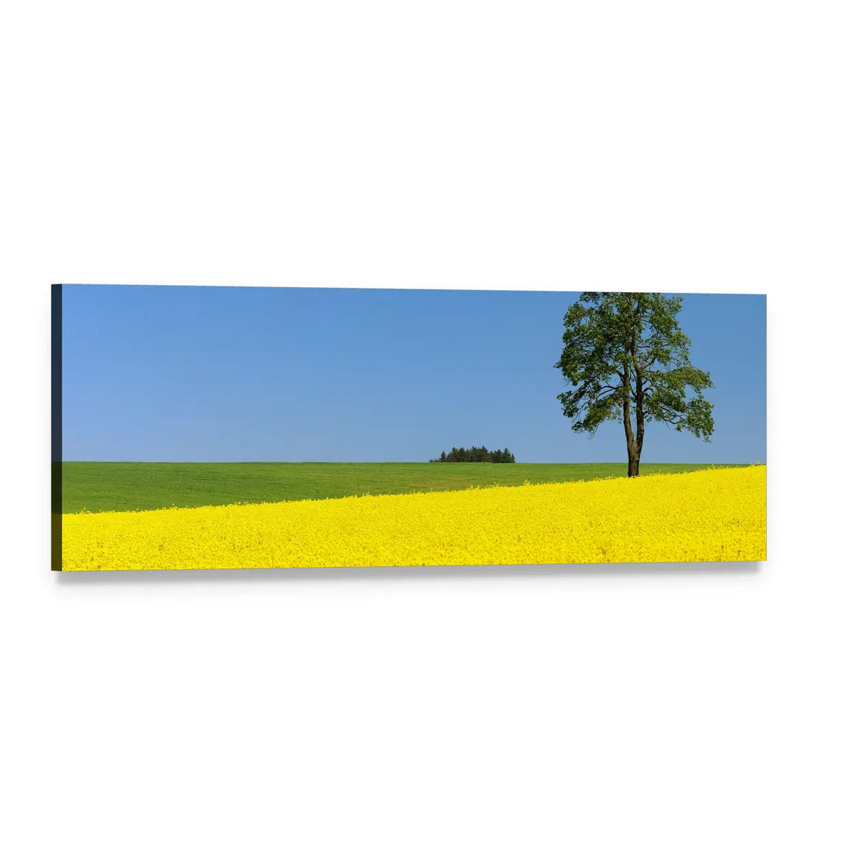 Spring Rapeseed Field with Solitary Tree Panoramic Canvas Wall Art, single panel gallery wrapped canvas, angled product view