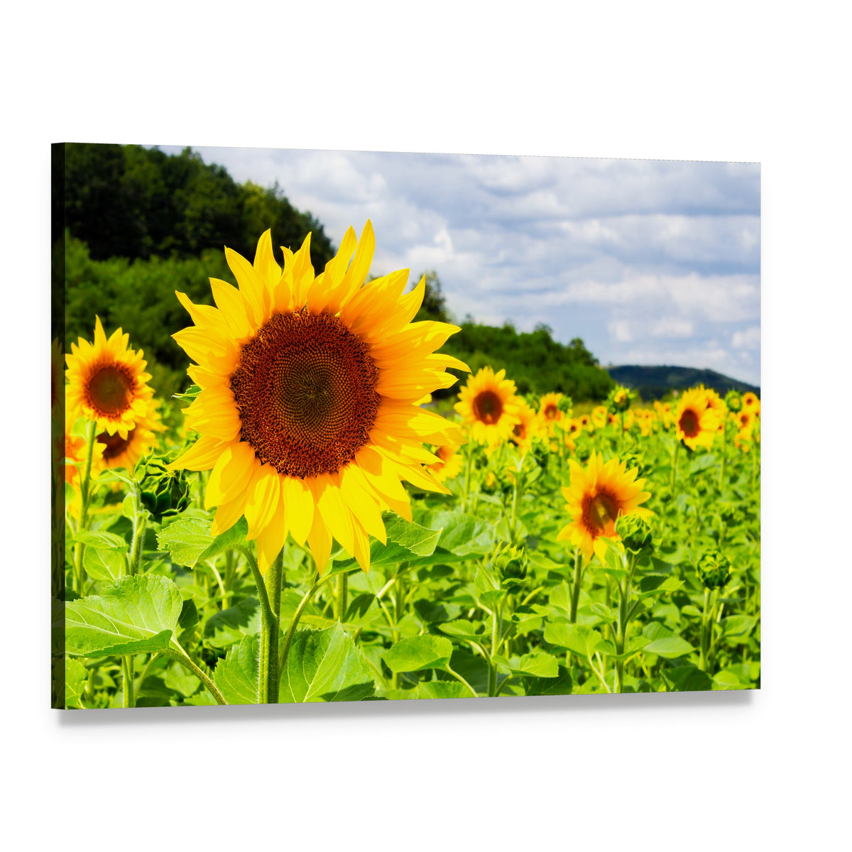 Large Sunflower in Sunny Field Canvas Wall Art, single panel gallery wrapped canvas, angled product view
