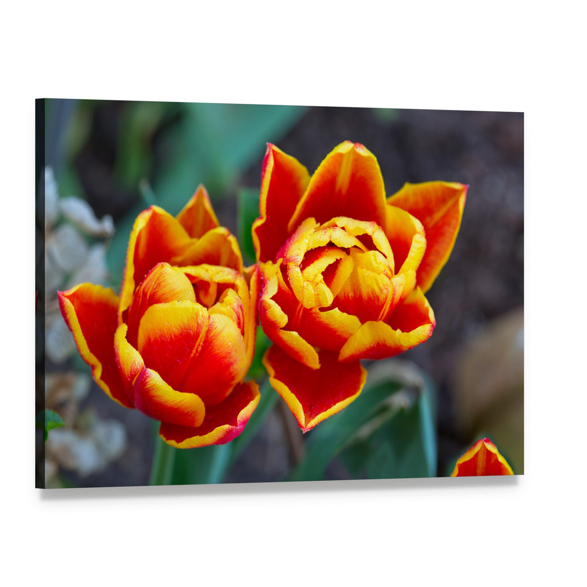 Red Tulips Close-up Canvas Wall Art, single panel gallery wrapped canvas, angled product view