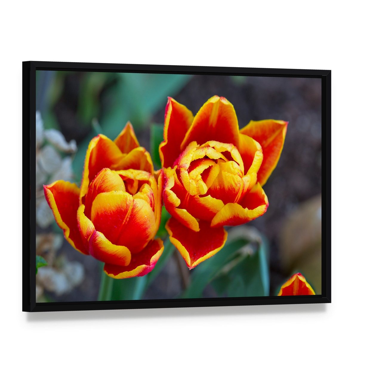 Red Tulips Close-up Canvas Wall Art, framed canvas in a black floater frame, angled product view