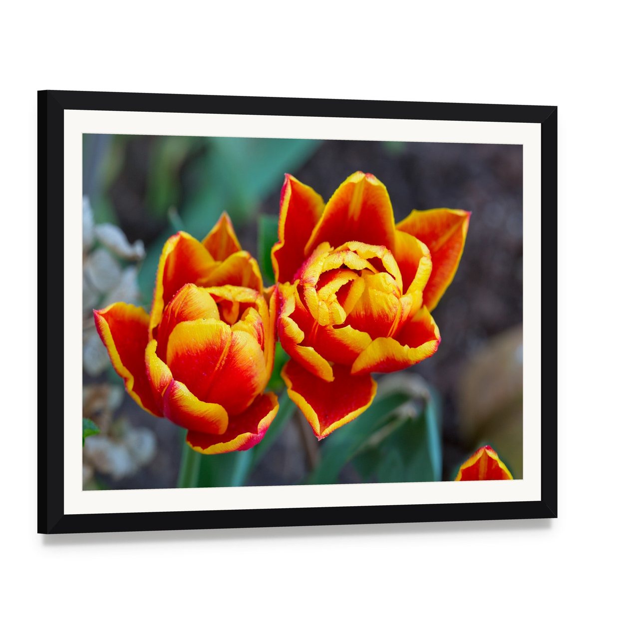 Red Tulips Close-up Canvas Wall Art, framed print with white mat and black frame, angled product view