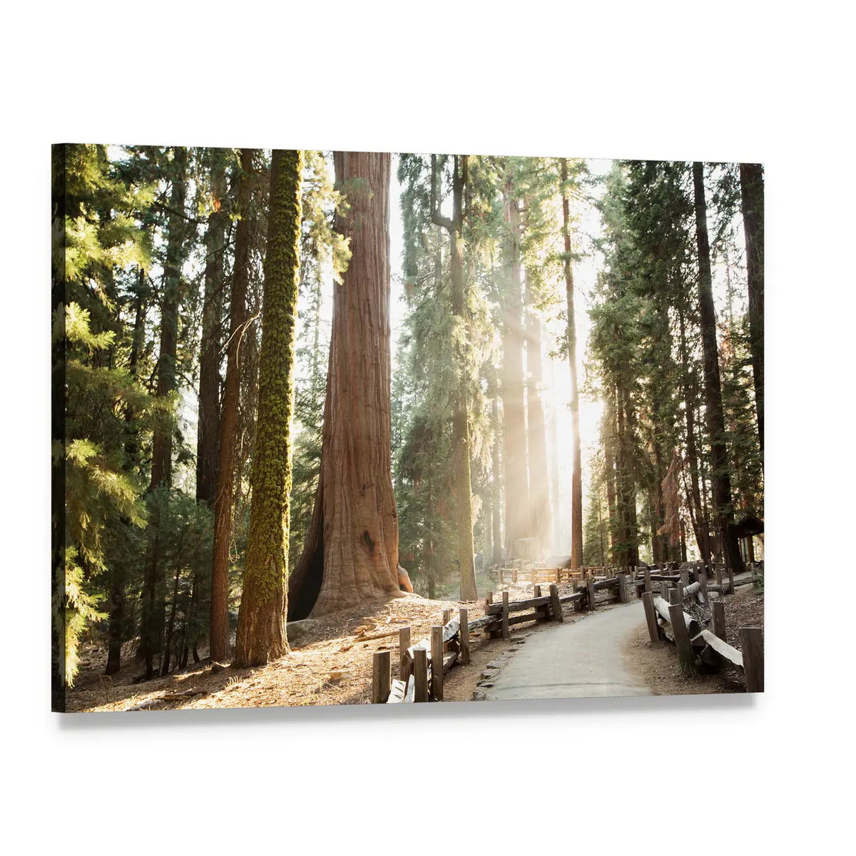 Sequoia Forest Path in Sequoia National Park Canvas Wall Art, single panel gallery wrapped canvas, angled product view