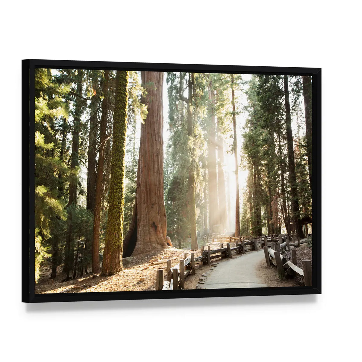 Sequoia Forest Path in Sequoia National Park Canvas Wall Art, framed canvas in a black floater frame, angled product view