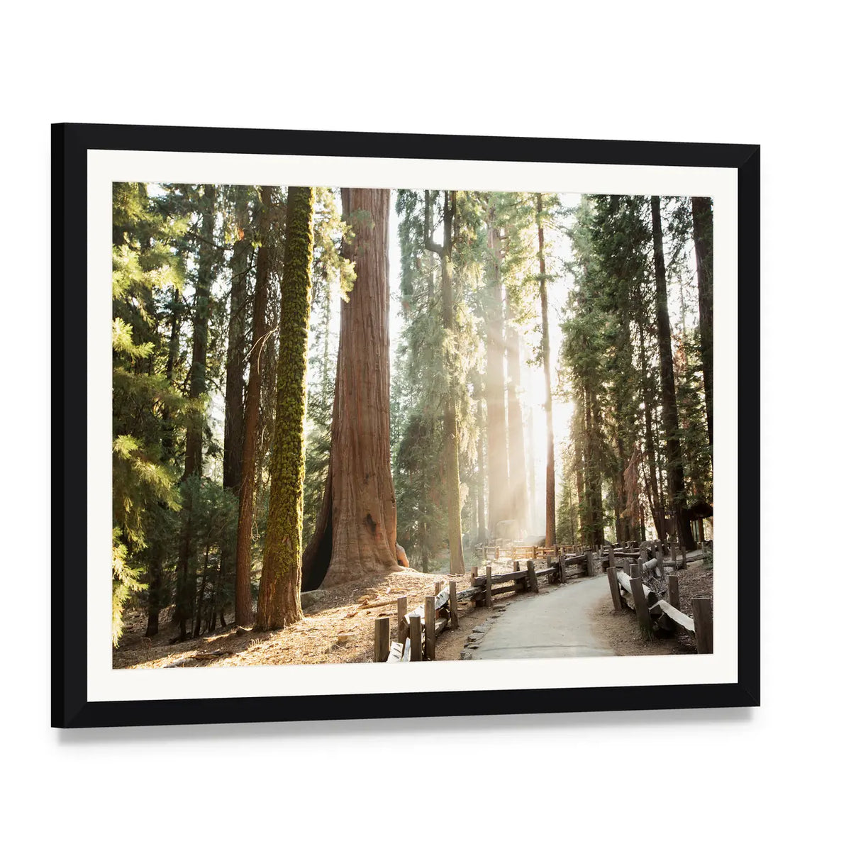 Sequoia Forest Path in Sequoia National Park Canvas Wall Art, framed print with white mat and black frame, angled product view