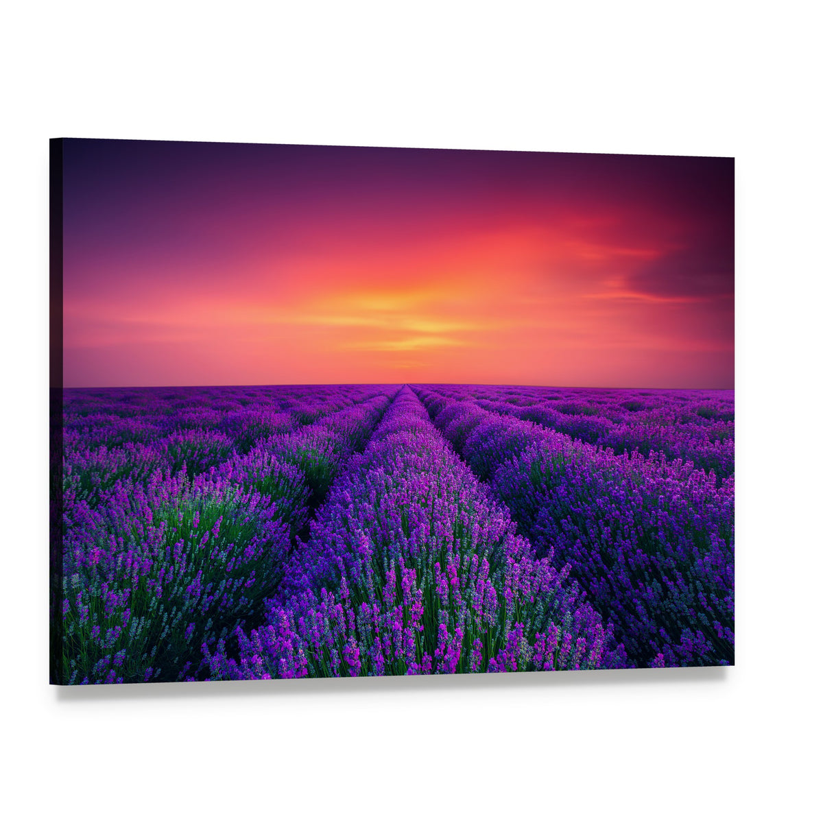 Blooming Lavender Field at Sunset Canvas Wall Art, single panel gallery wrapped canvas, angled product view