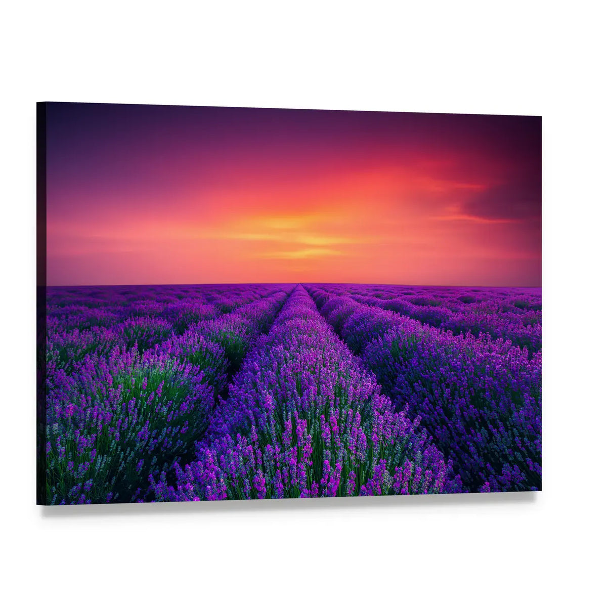 Lavender Rows with Magenta Sunset Canvas Wall Art, single panel gallery wrapped canvas, angled product view