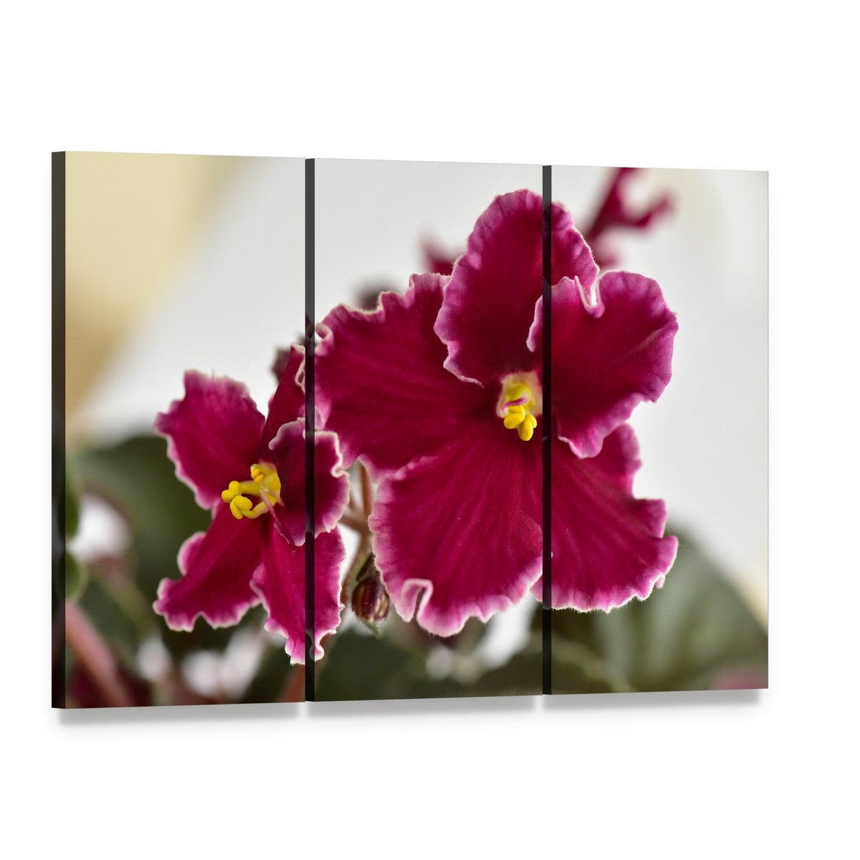 African Violet Close-up Photograph Canvas Wall Art, 3 panel 3 Horizontal layout gallery wrapped canvas set, angled product view