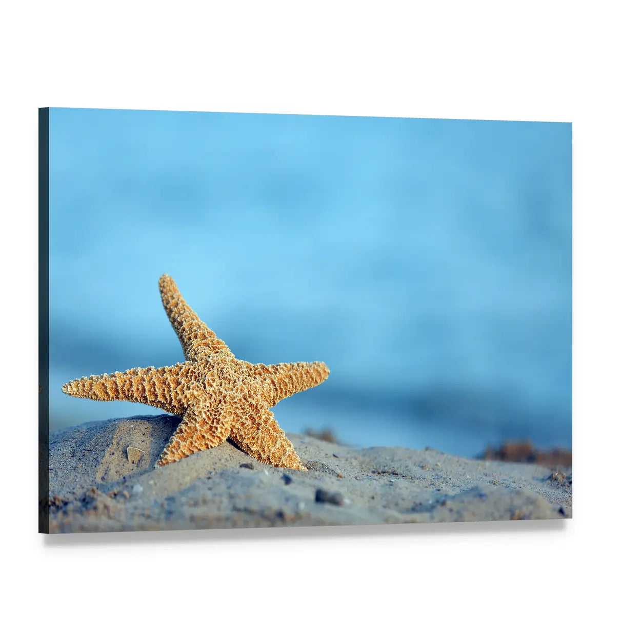 Starfish on Sandy Beach Canvas Wall Art, single panel gallery wrapped canvas, angled product view