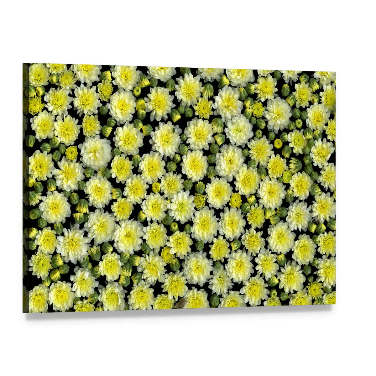 Yellow and White Chrysanthemums Canvas Wall Art, single panel gallery wrapped canvas, angled product view