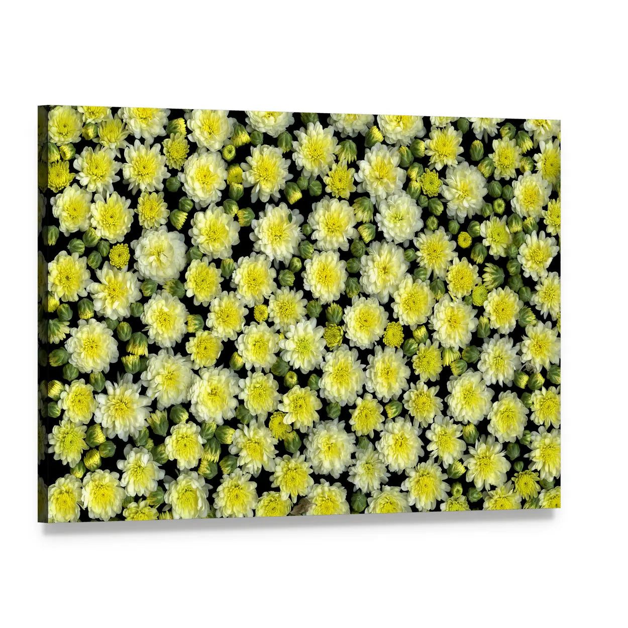 Yellow and White Chrysanthemums Canvas Wall Art, single panel gallery wrapped canvas, angled product view